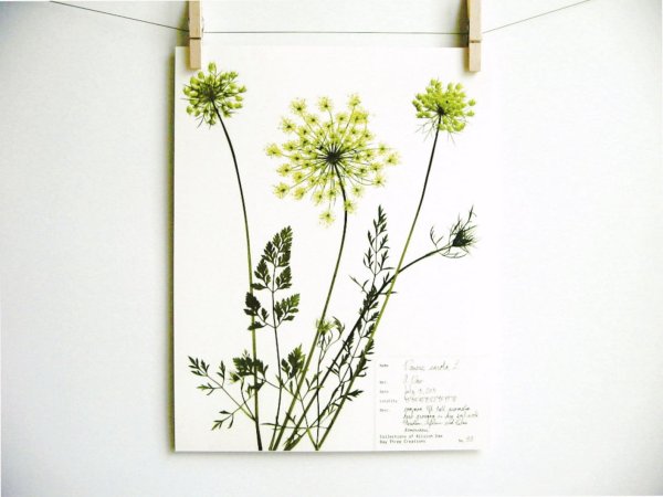 Гербарий из осенних листьев