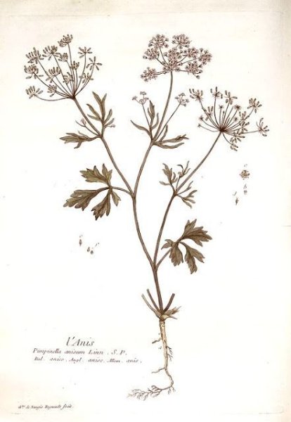 Гербарий Эмили Дикинсон