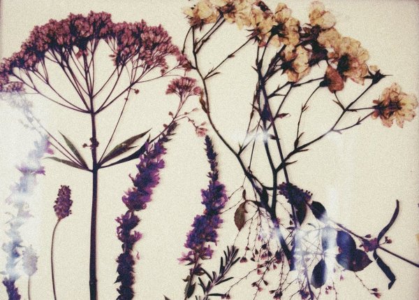 Красивый узор из листьев