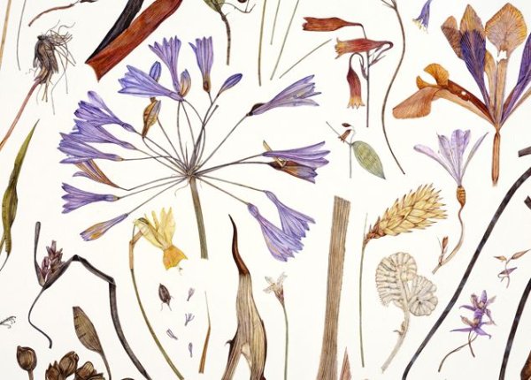 Форма листьев деревьев