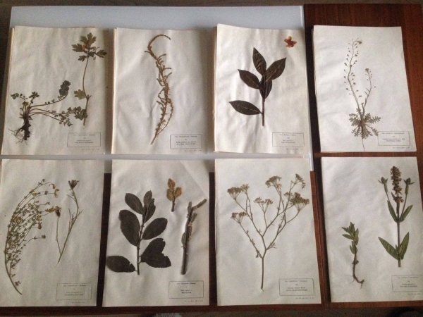 Гербарий Ивана Петровича Петрова