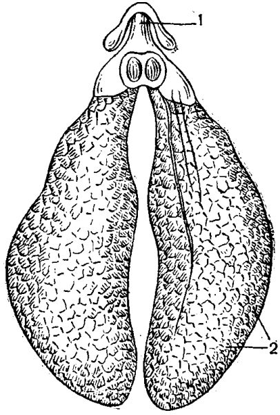 Дыхательная система у земноводных лягушек