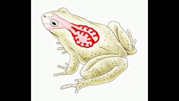 Земноводные легочное дыхание