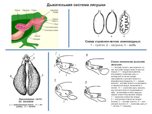 Дыхательная система амфибий схема