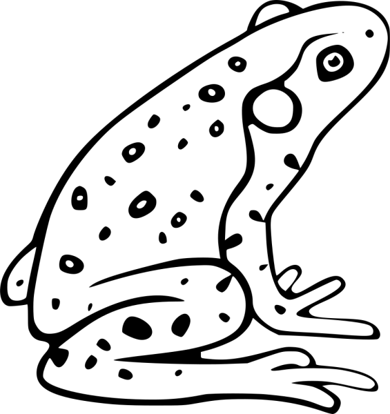 Земноводные рисунок