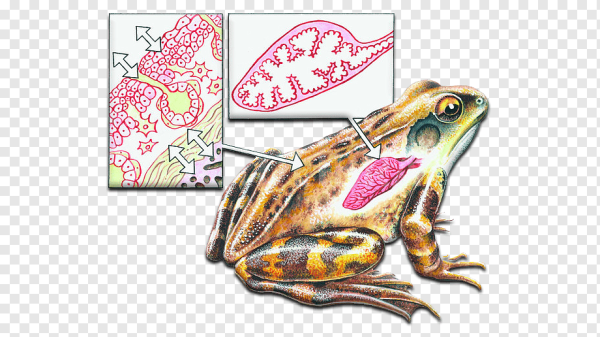 Бесхвостые земноводные дыхательная система