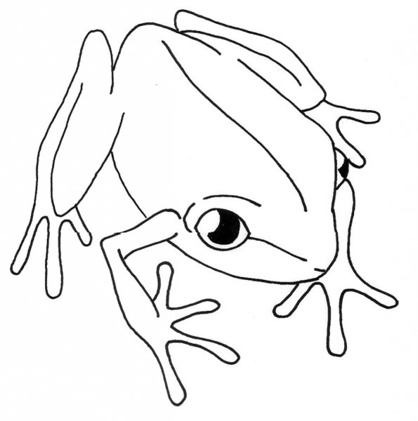 Лягушка распечатка