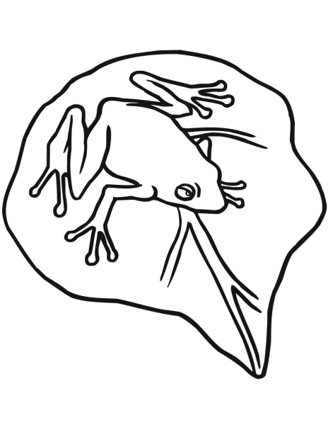 Лягушка древолаз раскраска