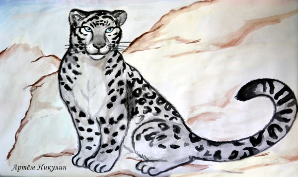 Снежный Барс Ирбис рисунок