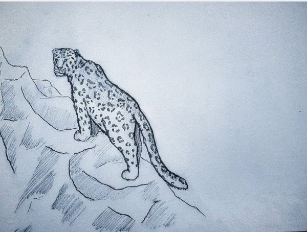 Снежный Барс Ирбис нарисовать