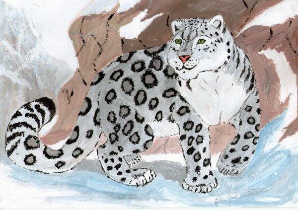 Снежный Барс карандашом для срисовки