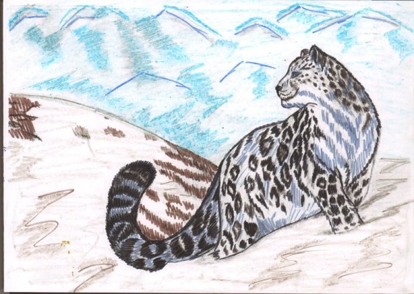 Снежный Барс карандашом