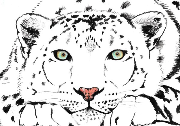 Снежный Барс разукрашка