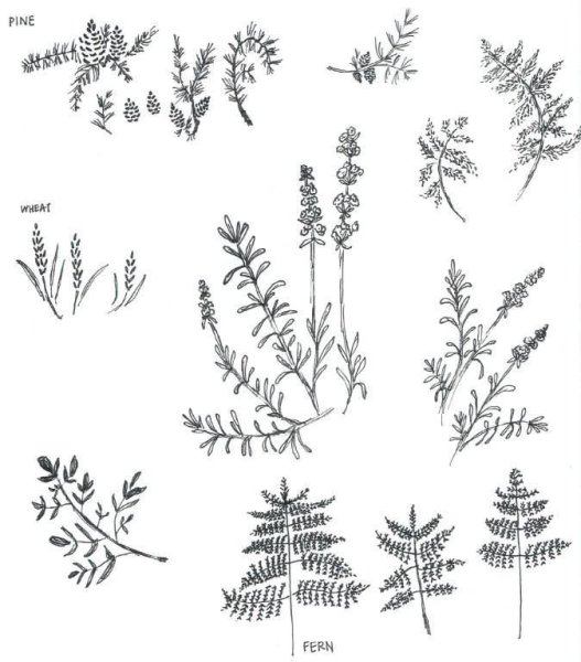 Вереск обыкновенный