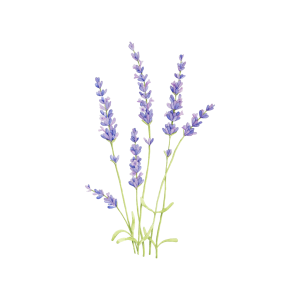 Calluna vulgaris акварель