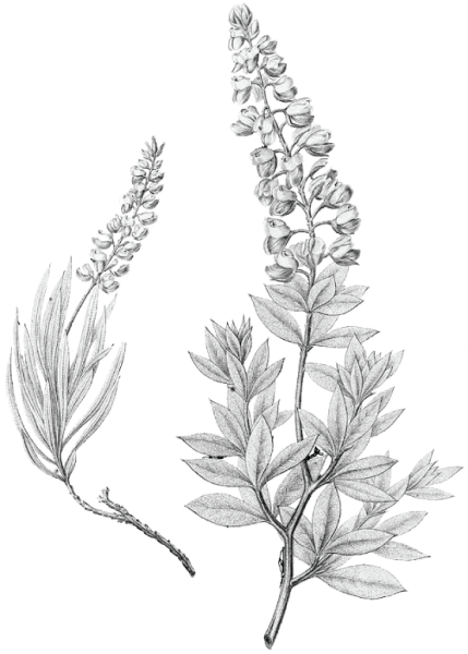 Нарисовать Вереск