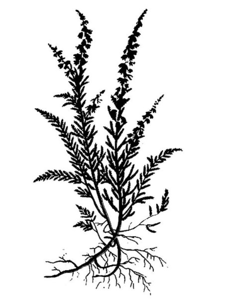 Лаванда карандашом