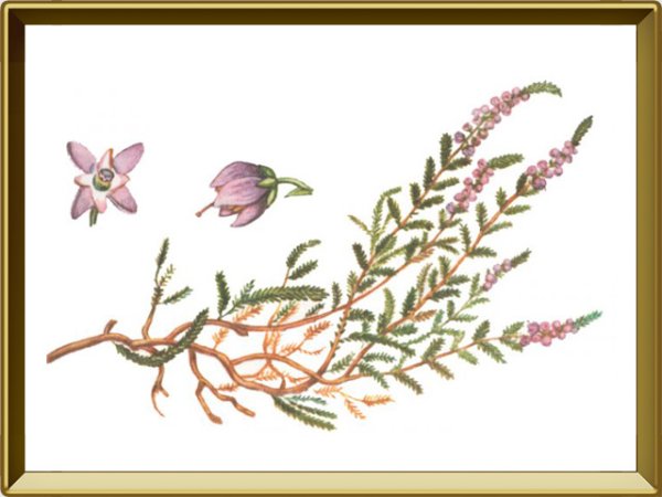 Веточки вереска на прозрачном фоне