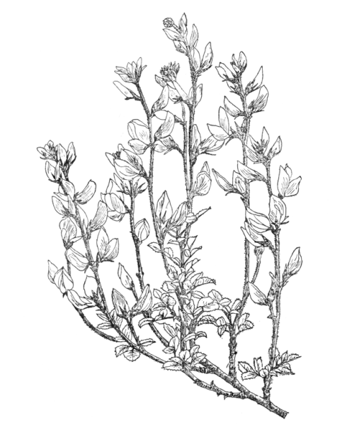 Вереск Графика