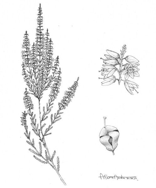 Вереск обыкновенный гербарий