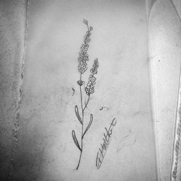 Ветка лаванды эскиз