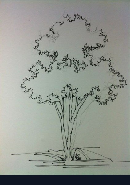 Зарисовки кустарников