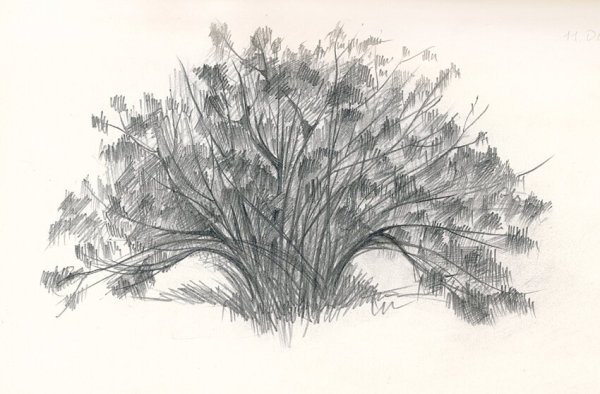 Кусты карандашом