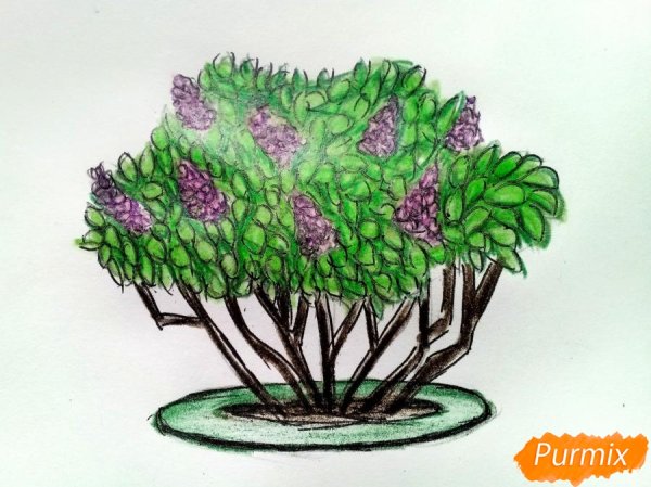 Кустарник рисунок карандашом цветным