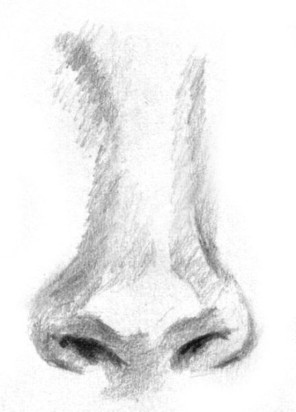 Анатомия носа для рисования для начинающих