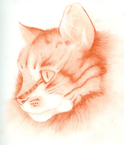 Кошка сангиной