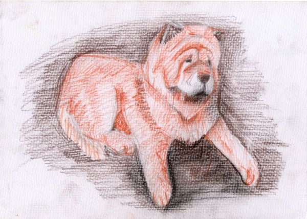 Зарисовки животных сангиной