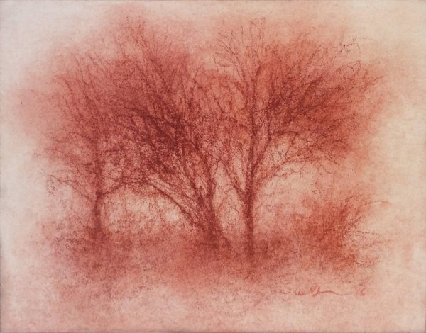 Дерево сангиной