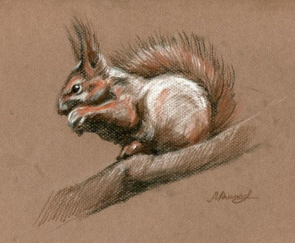 Белка сангиной