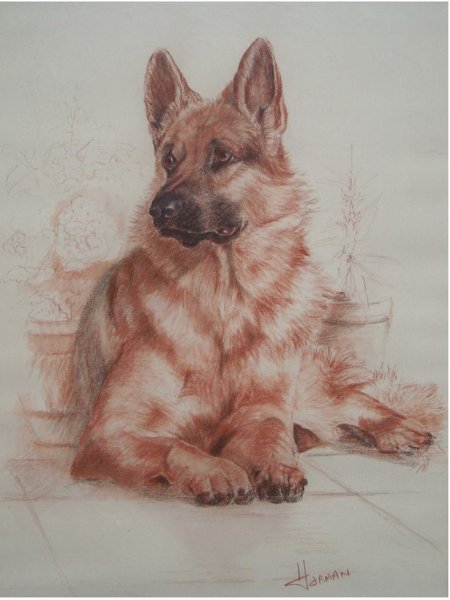 Животные сангиной