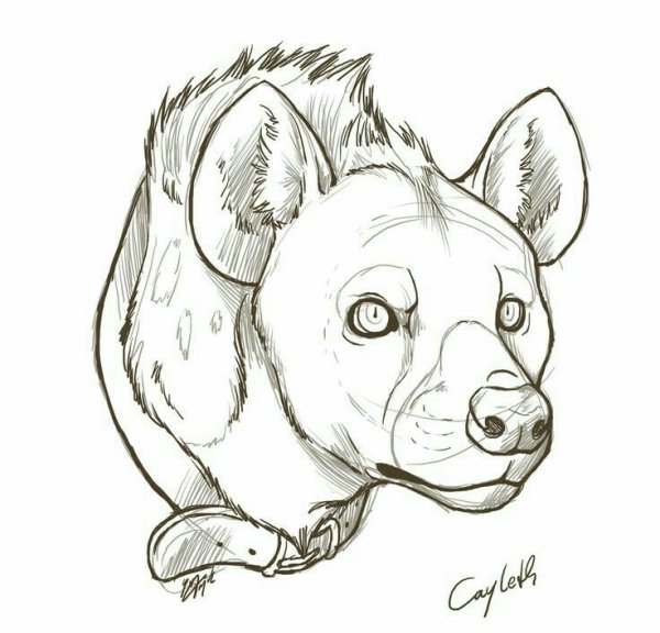 Скетчи животных