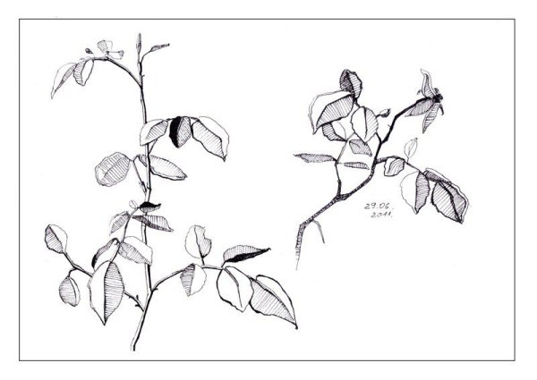 Рисование растений зарисовки