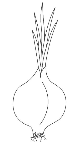 Луковица рисунок карандашом