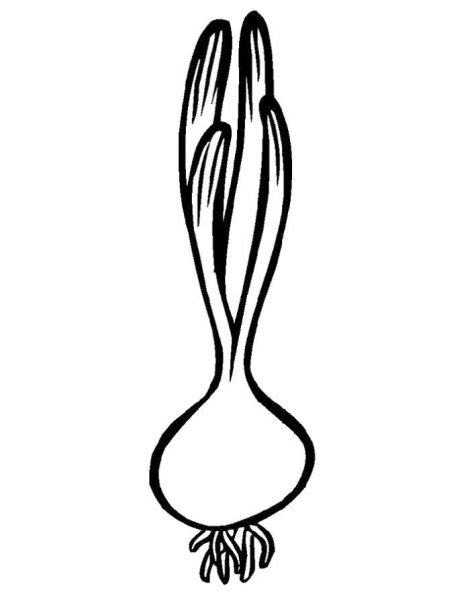 Зеленый лук раскраска