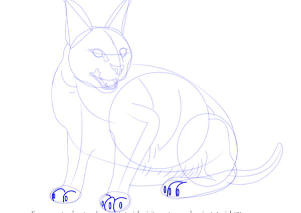 Каракал кошка раскраска