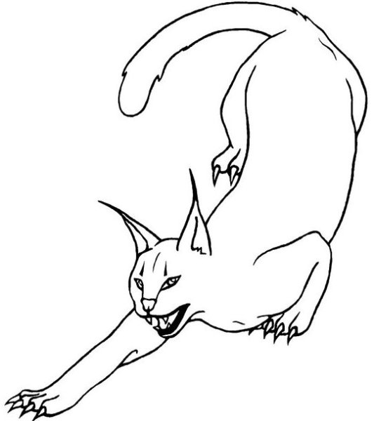 Каракал референс лайн