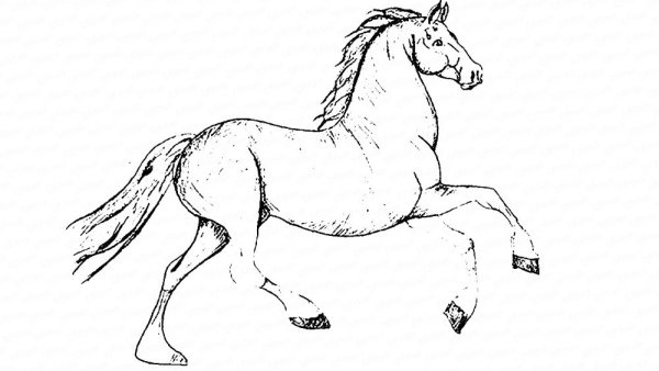 Рисуем лошадь