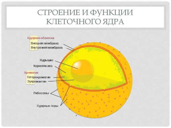 Строение ядра клетки