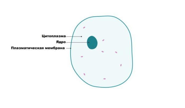 Цитоплазма рисунок