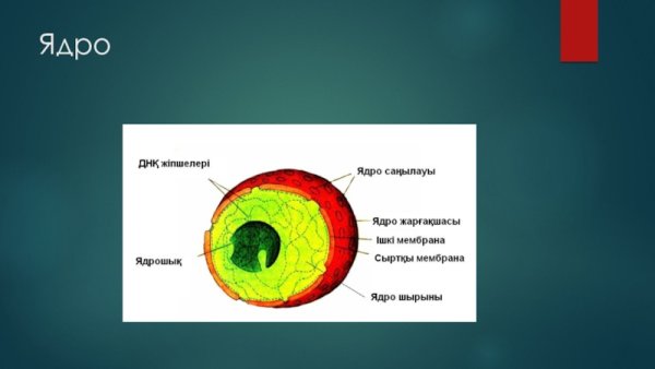 Строение мембраны ядра