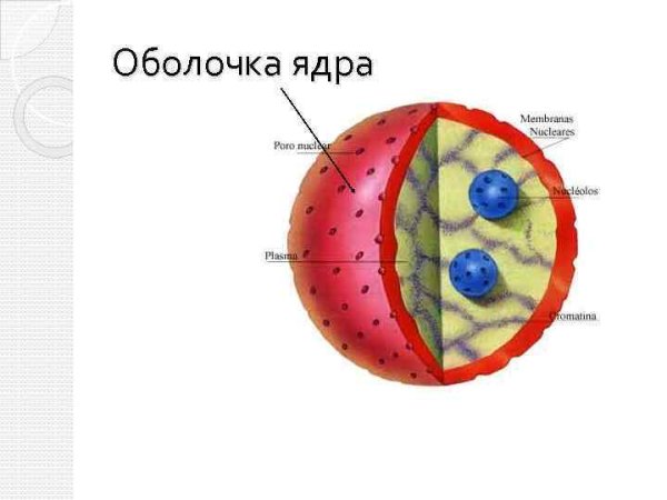 Строение ядра эукариотической клетки схема