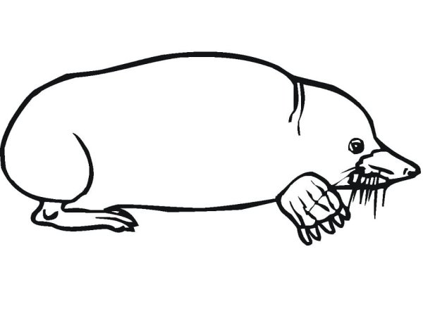 Раскраска сумчатый Крот