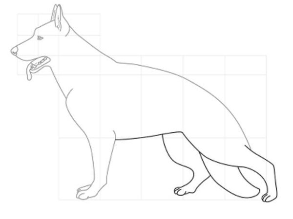 Поэтапное рисование немецкой овчарки