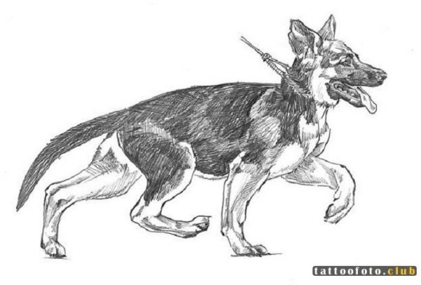 Немецкая овчарка карандашом