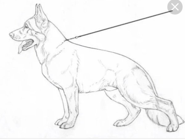 Рисунок овчарки карандашом для срисовки