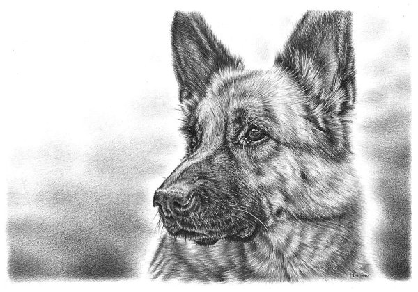 Овчарка карандашом